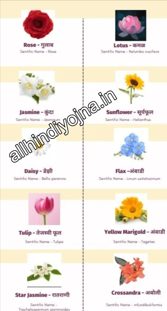 flowers-name-in-marathi-flowers-name