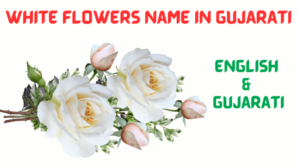 white-flowers-name-in-gujarati-flowers-name